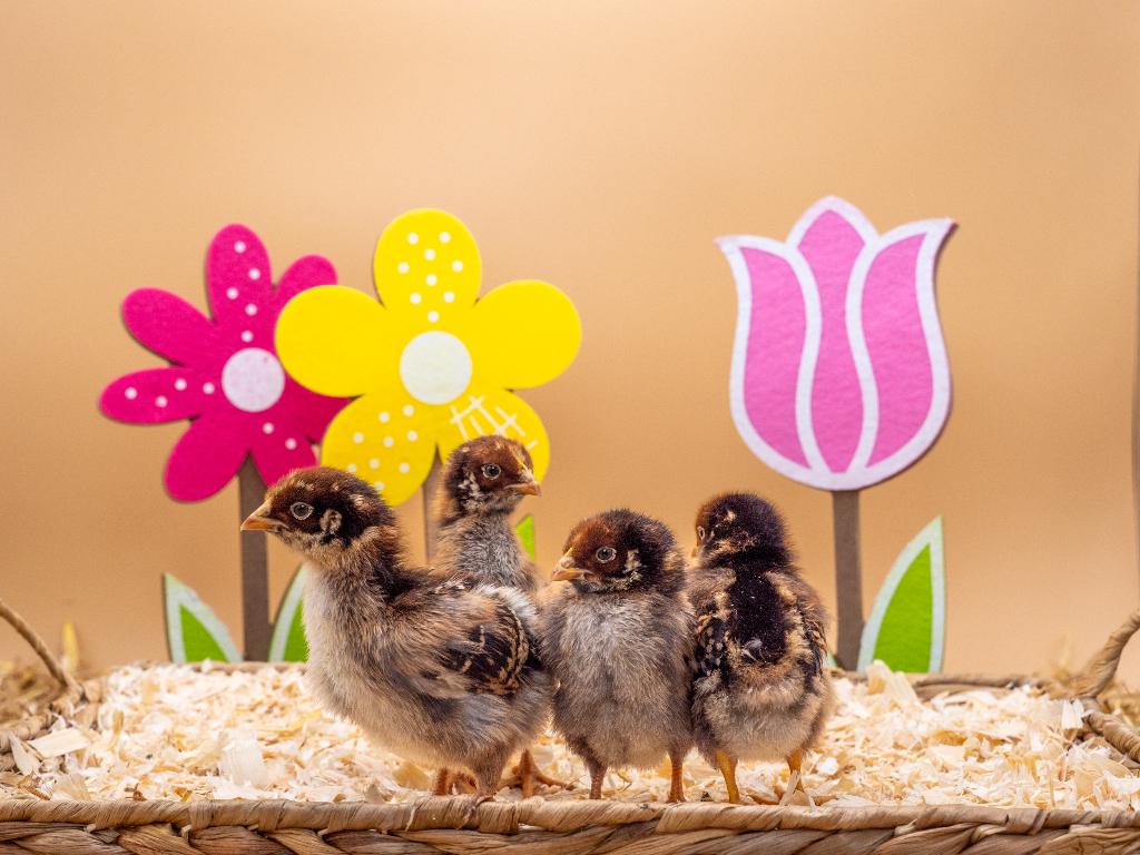 Jonge Barnevelder kuikens bruin gezoomd gesekst & ingeënt, Vrouwelijk, Kip