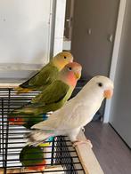 Prachtige Lieve Agapornis Dwergpapegaai Lovebird Handtam, Dieren en Toebehoren, Meerdere dieren, Dwergpapegaai of Agapornis, Tam