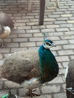 Jonge pauw haan, Dieren en Toebehoren, Pluimvee, Mannelijk, Kip