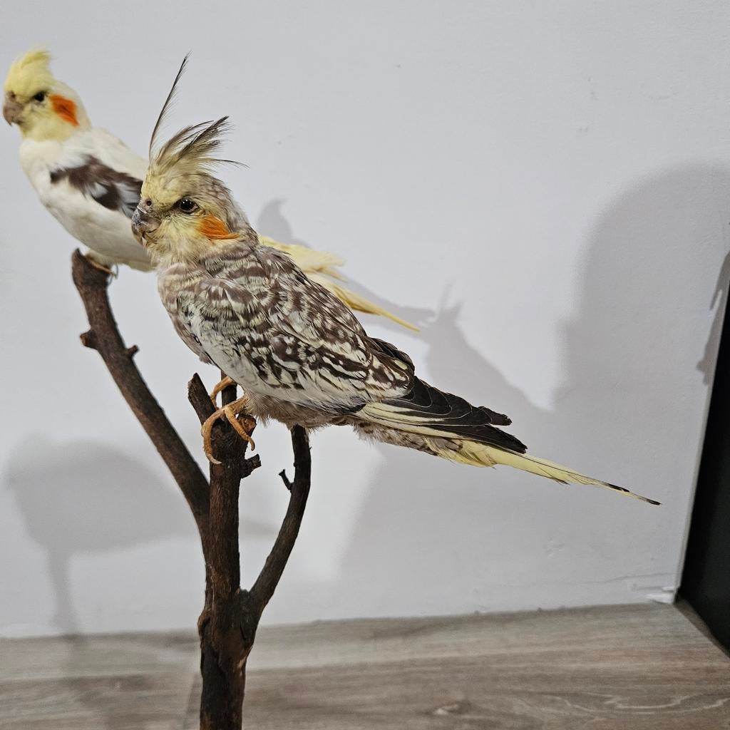 Opgezette valkparkieten op tak opgezet taxidermie taxidermy, Verzamelen, Dierenverzamelingen, Ophalen of Verzenden, Zo goed als nieuw