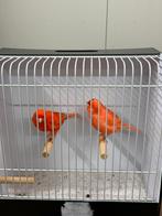 Mooi broedrijp koppel rood vetstof kanaries, Dieren en Toebehoren, Vogels | Kanaries, Meerdere dieren, Kleurkanarie