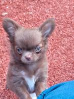 Prachtige chihuahua pups met FCI stamboom, Dieren en Toebehoren, Honden | Chihuahua's en Gezelschapshonden, Parvo, 15 weken tot 1 jaar