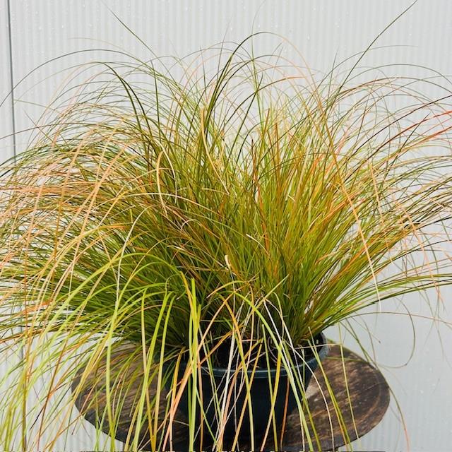 Siergras, Siergrassen, zegge, pampasgras, met korting, Tuin en Terras, Planten | Tuinplanten, Ophalen of Verzenden, Vaste plant