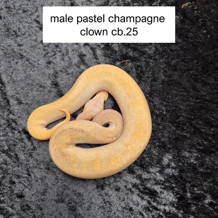 pastel champagne clown nk25 Ball Python - male for sale from Roundhog serpents
