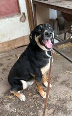 MILO, Prachtige jonge reu, met hart van goud, middelmaat, Dieren en Toebehoren, Honden | Niet-rashonden, Reu, 1 tot 2 jaar, Parvo