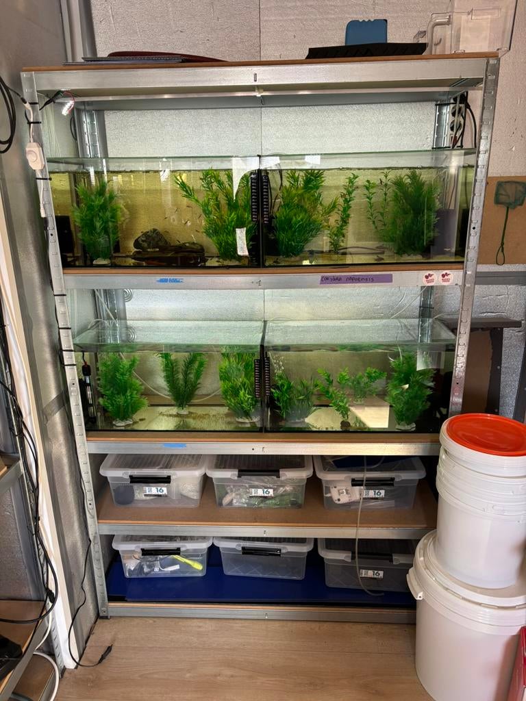 Aquarium stellingen met bakken, Dieren en Toebehoren, Vissen | Aquaria en Toebehoren, Zo goed als nieuw, Leeg aquarium, Ophalen