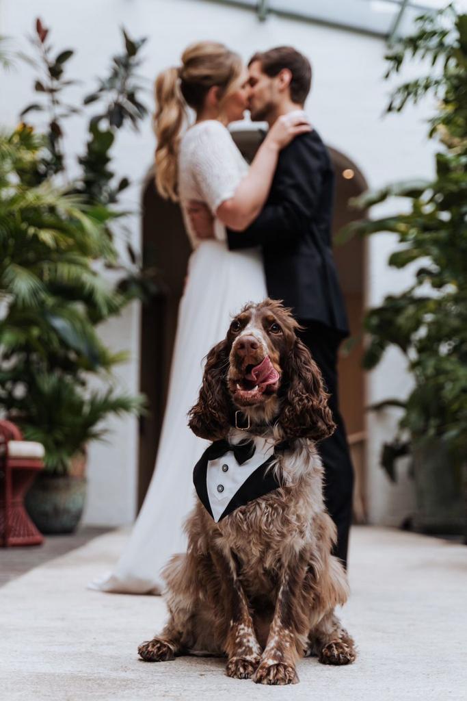 Ervaren hondenoppas honden oppas hondenopvang honden opvang, Diensten en Vakmensen, Dieren | Honden | Verzorging, Oppas en Les