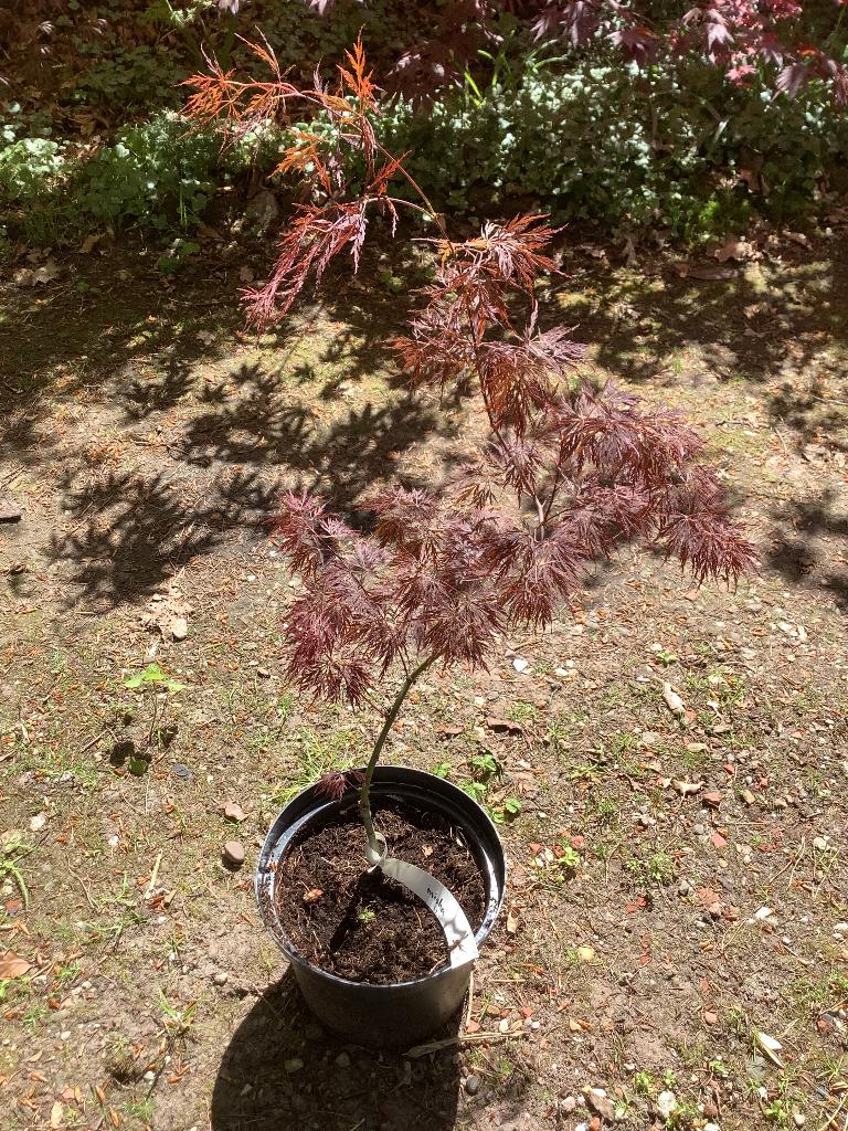 Japanse esdoorn, Tuin en Terras, Planten | Bomen, Ophalen, Bloeit niet, Halfschaduw, Overige soorten