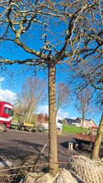 Set van 3 volwassen dakmoerbei sierbomen, Lente, Dakboom, 250 tot 400 cm, Ophalen