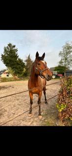 Super knappe ISH merrie van 2016, +/- 1m72 hoog, Merrie, Springpaard, 170 tot 175 cm, Gechipt