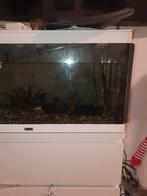 Mooie aquarium, Dieren en Toebehoren, Ophalen, Zo goed als nieuw, Filter of Co2