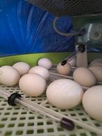 Kuikentjes 'net' uit het ei / beschikbaar vanaf 16 apr, Dieren en Toebehoren, Meerdere dieren, Kip