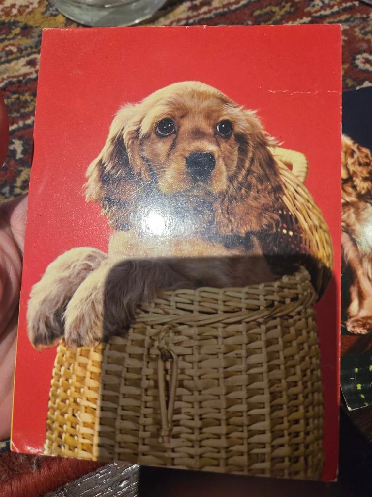 Vintage Ansichtkaart: Schattige Cocker Spaniël in Mand, Ophalen of Verzenden