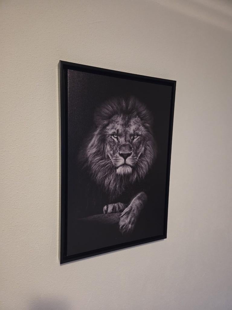 Schilderij leeuw 44x46, Ophalen, Minder dan 50 cm, Zo goed als nieuw, Schilderij