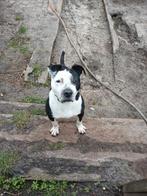 Stafford mix teef. 3 jaar en gesteriliseerd., Dieren en Toebehoren, Particulier, Buitenland, Teef, Eén hond