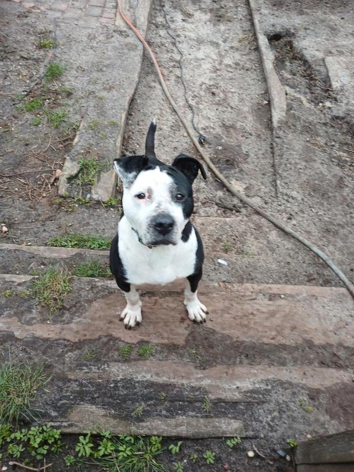 Stafford mix teef. 3 jaar en gesteriliseerd., Dieren en Toebehoren, Honden | Niet-rashonden, Middel, Teef, Particulier, Eén hond