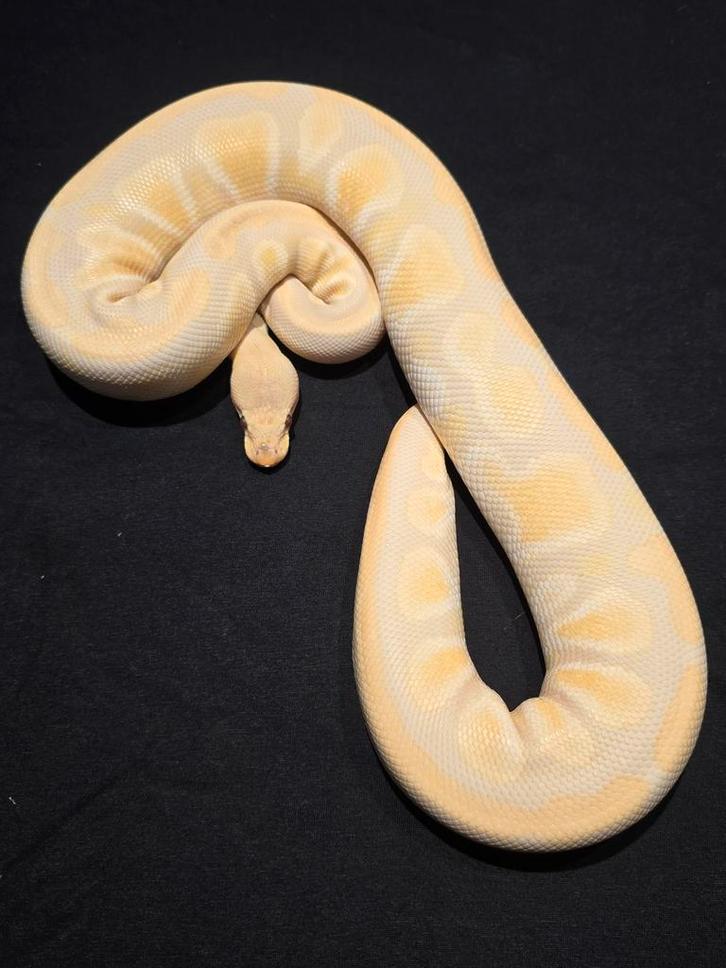 0.1 cypress lavender ball python Ball Python - female for sale from martijn
