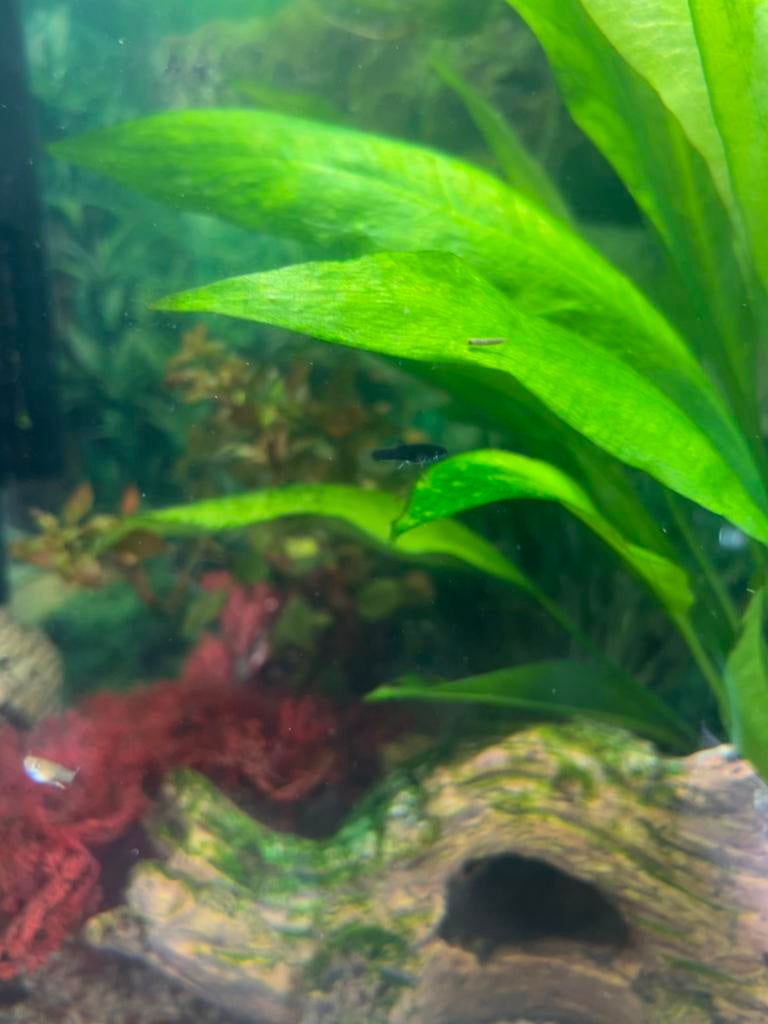 Black molly X gup, Dieren en Toebehoren, Vissen | Aquariumvissen, Vis