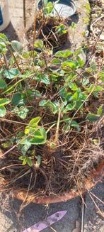 Aardbeienstekjes, Tuin en Terras, Planten | Tuinplanten, Ophalen, Volle zon