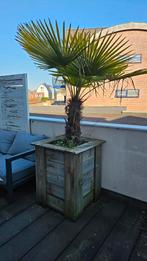 Grote palmboom – snel ophalen, 100 tot 250 cm, Zomer, Palmboom, Ophalen