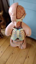 Anatomisch model menselijk torso - Kunststof pop, Ophalen of Verzenden, Gebruikt