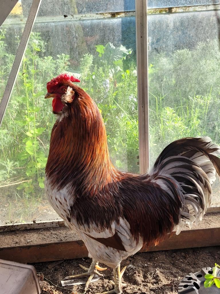 Araucana haan, Dieren en Toebehoren, Pluimvee, Mannelijk, Kip