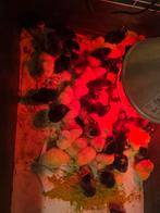 Marans kuikens, Dieren en Toebehoren, Geslacht onbekend, Kip