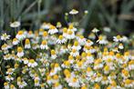 Bio zaden Echte kamille - Matricaria chamomilla, Tuin en Terras, Verzenden, Voorjaar, Volle zon, Zaad