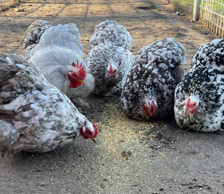 Cochin kriel, geparelde variaties, broedeieren., Dieren en Toebehoren, Pluimvee, Kip, Geslacht onbekend