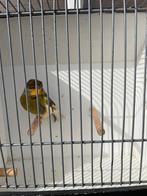 Harkelijn kanarie man, Dieren en Toebehoren, Vogels | Kanaries, Mannelijk, Kleurkanarie