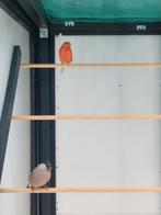 Goudvinken, Dieren en Toebehoren, Vogels | Overige Vogels, Meerdere dieren