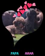 Toy poedeltjes geboren, Dieren en Toebehoren, Honden | Chihuahua's en Gezelschapshonden, Poedel, Meerdere, Meerdere dieren, Nederland