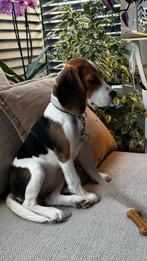 Beagle Female, From Renowned Breeder, Vaccinated, Insured, België, Beagle, Particulier, 15 weken tot 1 jaar