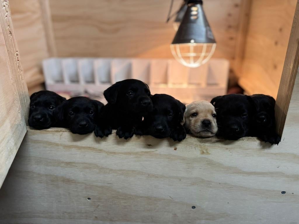 Labrador puppy's met stamboom -zwart- zoeken liefdevol thuis, 8 tot 15 weken, Labrador retriever, Parvo, Meerdere