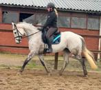 11 Jarige Top brave Allrounder, Merrie, B, 160 tot 165 cm, Met stamboom