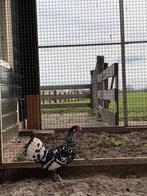 Broedeieren hollandse hoen, Dieren en Toebehoren, Geslacht onbekend, Kip