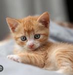 Kittens gezocht die mei het nestje mogen verlaten!, Poes