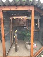 Kanarie mannen tekoop, Mannelijk, Zangkanarie