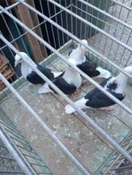 7kleur postduiven 2026, Dieren en Toebehoren, Vogels | Duiven, Meerdere dieren, Postduif