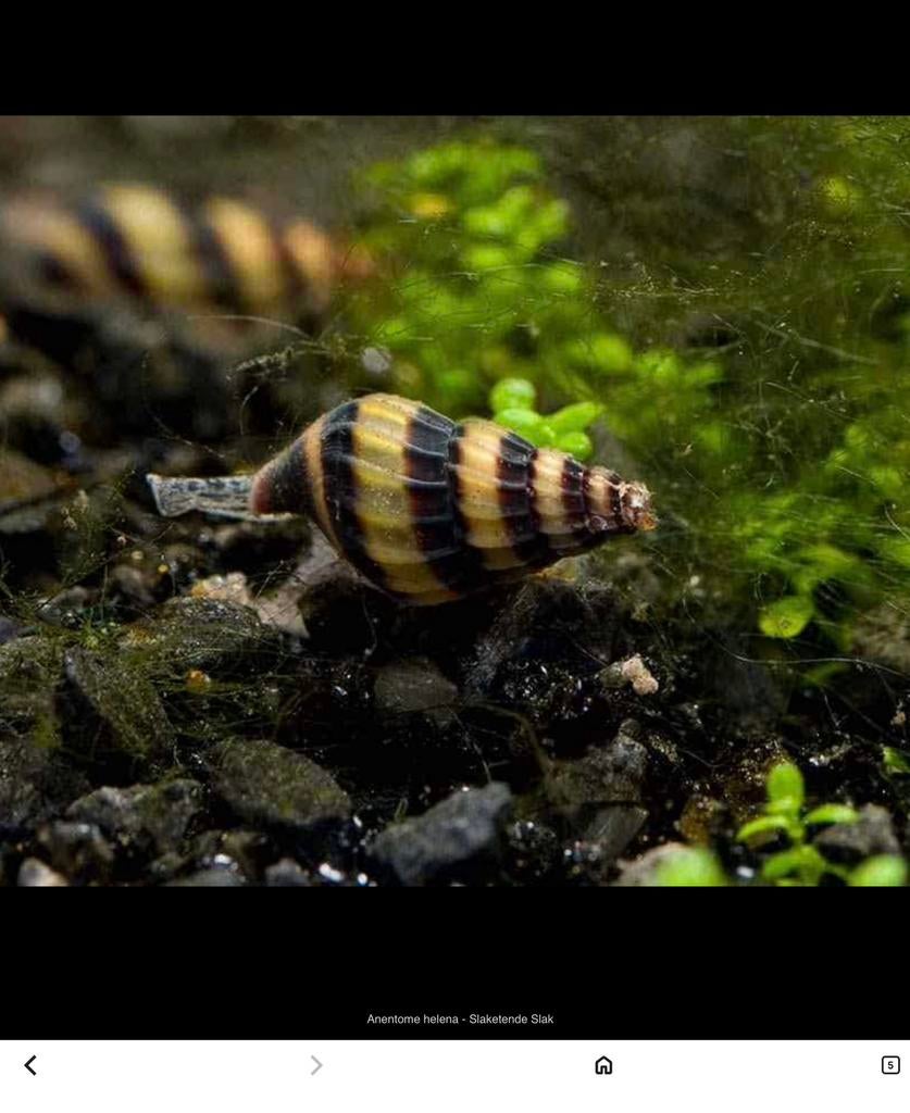 Helena slakken, Dieren en Toebehoren, Vissen | Aquariumvissen, Slak of Weekdier