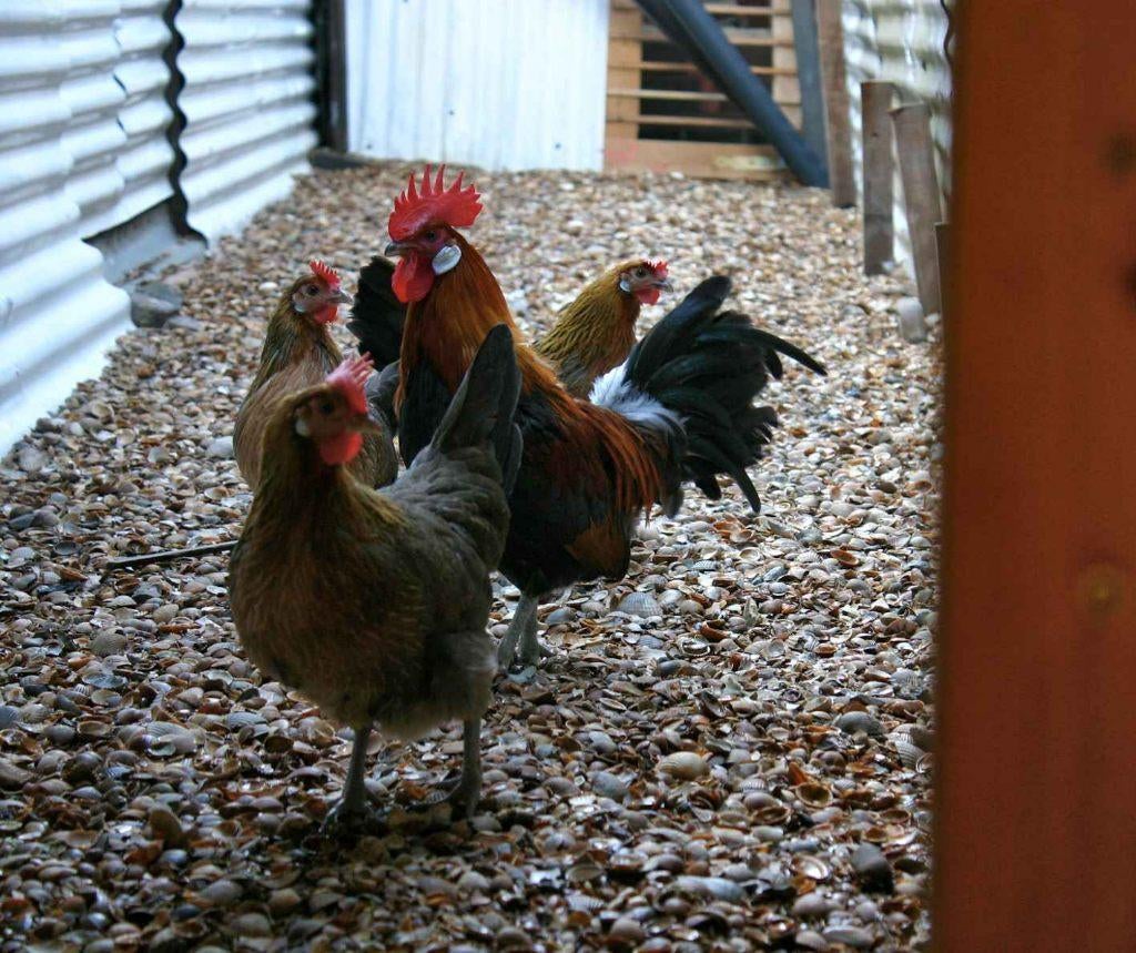 Toom Bassettes, Dieren en Toebehoren, Pluimvee, Kip, Meerdere dieren