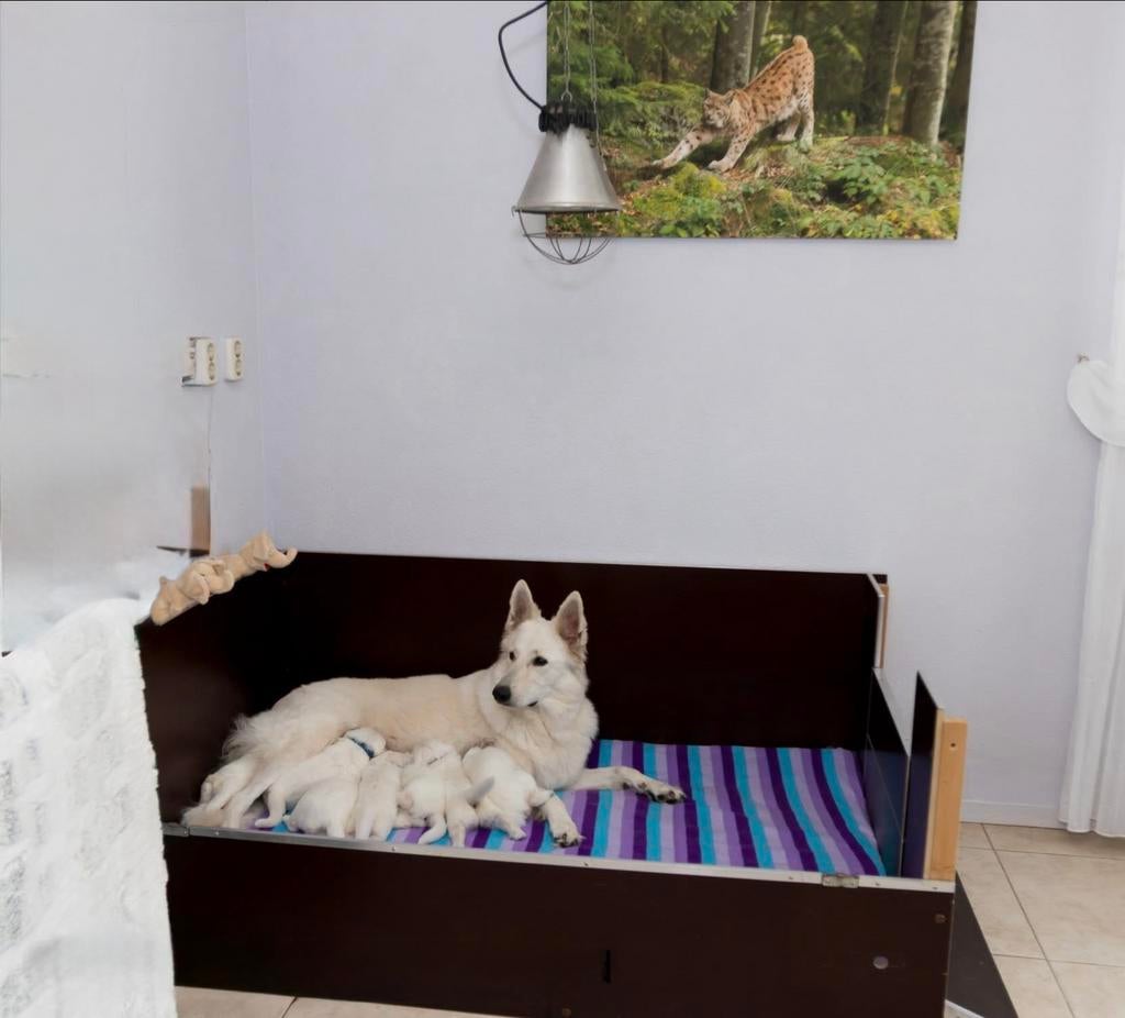 Werpkist van spat te koop, Ophalen, Zo goed als nieuw