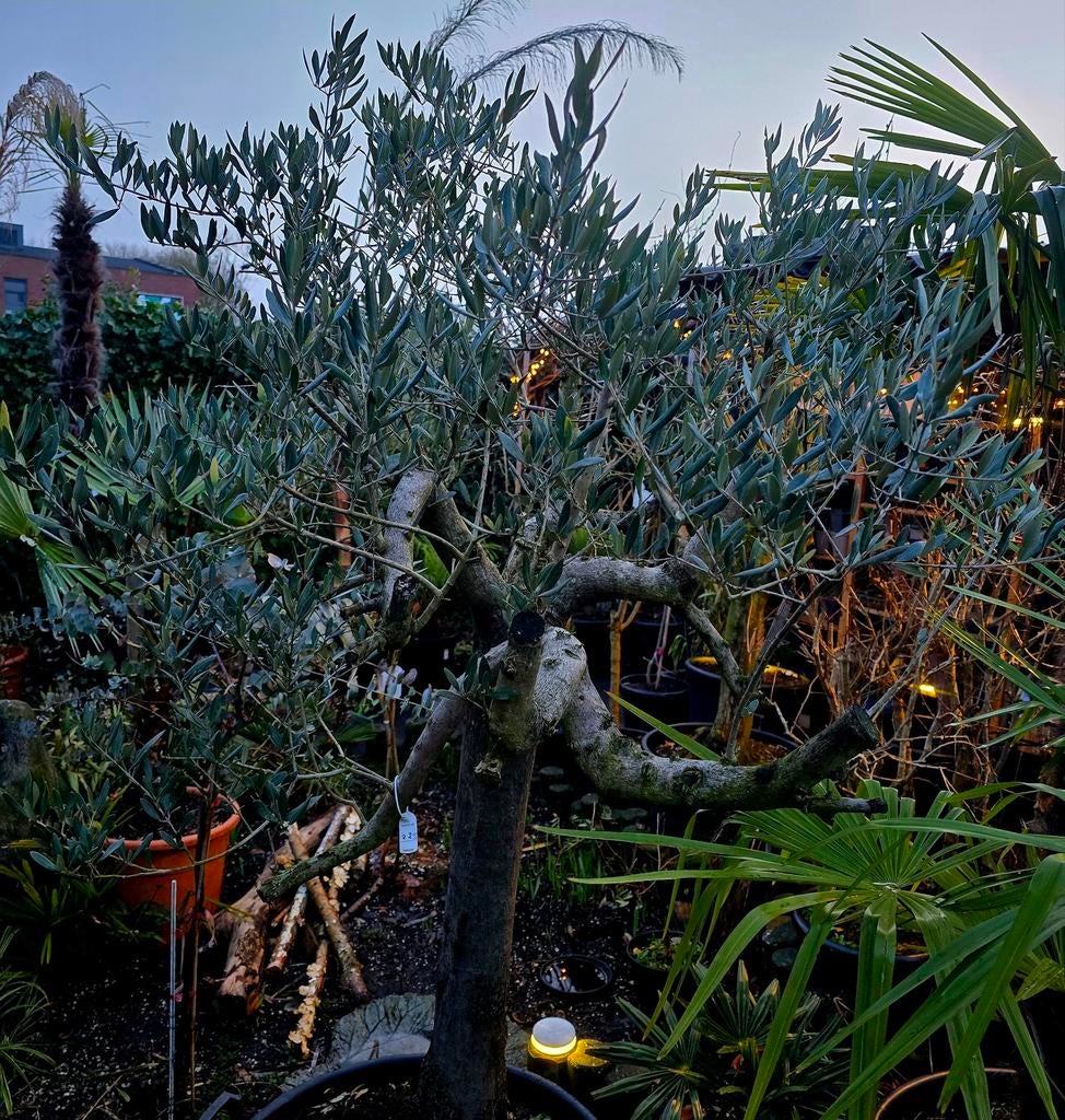 Olijfboom    mediterrane sfeer, Tuin en Terras, Planten | Bomen, 100 tot 250 cm, Olijfboom, Zomer, Ophalen