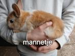 Mooie jongen konijnen, Dieren en Toebehoren, Konijnen, Meerdere dieren, Dwerg, 0 tot 2 jaar