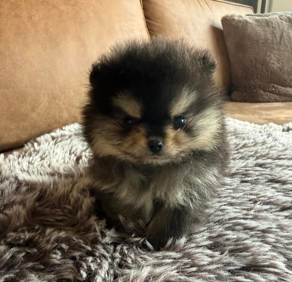 Razuivere Pomeriaan Pomeranian pup puppy, Dieren en Toebehoren, Honden | Poolhonden, Keeshonden en Oertypen, Parvo, Keeshond, 8 tot 15 weken