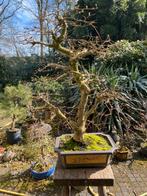 Bonsai  carpinus betulus haagbeuk, Bloeit niet, Overige soorten, Minder dan 100 cm, Ophalen