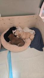 Boomer pups, 8 tot 15 weken, Meerdere, Meerdere dieren, Klein