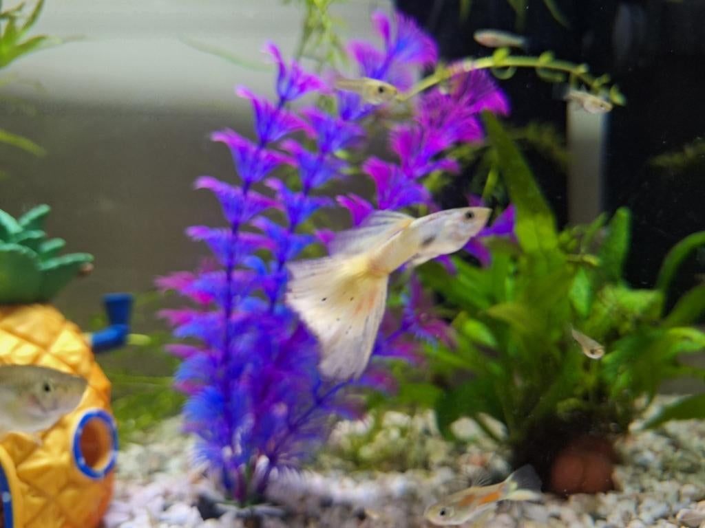 Jonge guppen / guppy's te koop 20ct per stuk, Dieren en Toebehoren, Vissen | Aquariumvissen, Vis, Zoetwatervis
