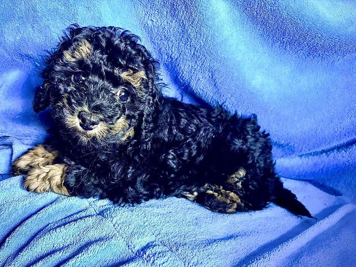 maltipoo 1 zeldzaam phantom-kleurig teefje en 1 zwart reutje, Dieren en Toebehoren, Honden | Chihuahua's en Gezelschapshonden