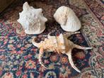 3 Oude Schelpen., Verzamelen, Ophalen of Verzenden, Schelp(en)